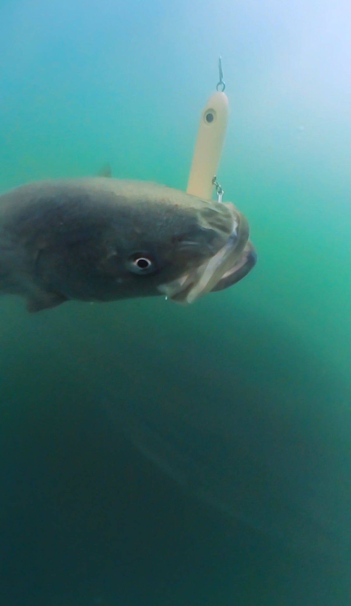 Magictail Top Water Spook Lures