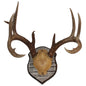 Antler Plaques