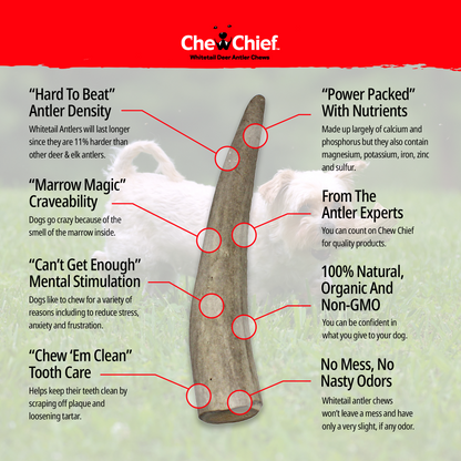 Medium Antlers