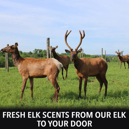 Elk Urine