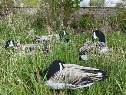 Pro Series II Sit’n Geese