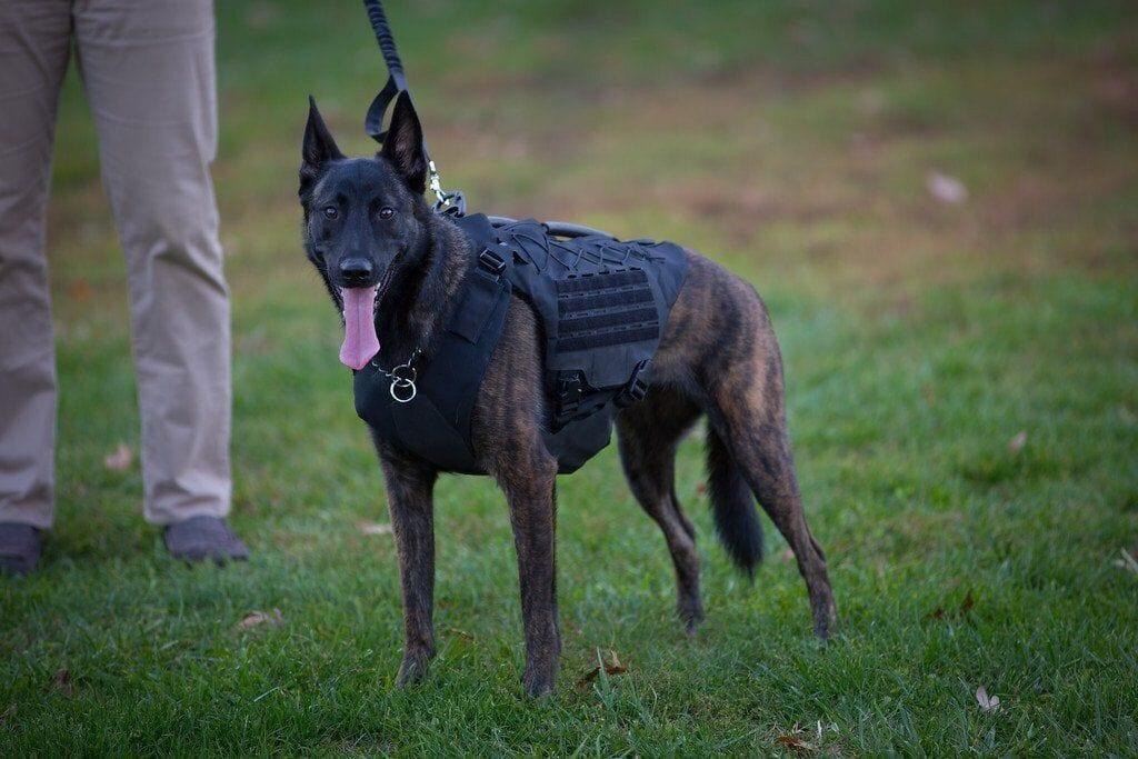 Titan K-9 Vest (Harness only)